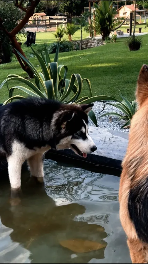 Animais no sítio