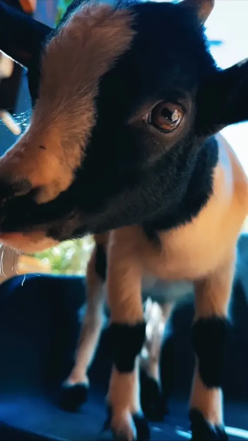 Cabritinho