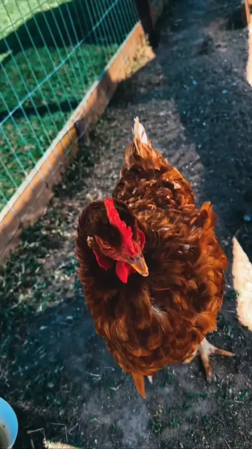 Galinha