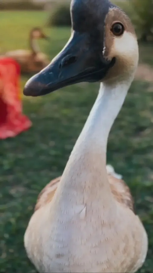 Ganso